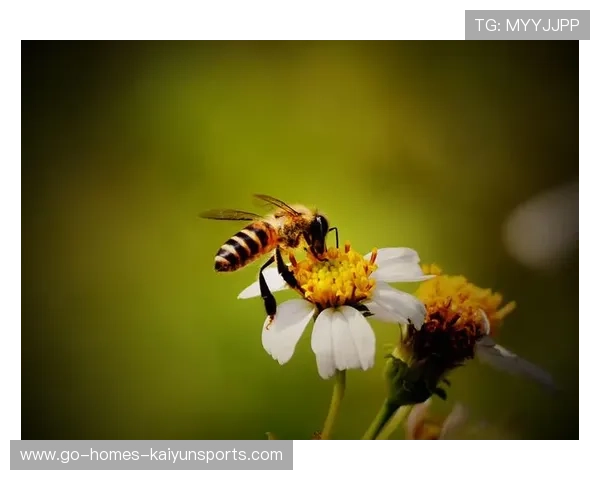 太阳若稳健康冲高位——追寻阳光下的生命力量